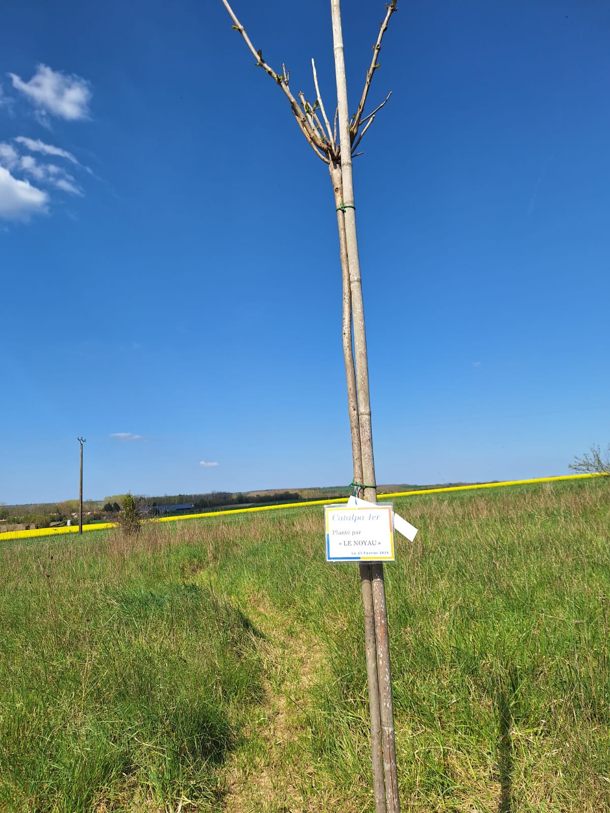 Catalpa 2